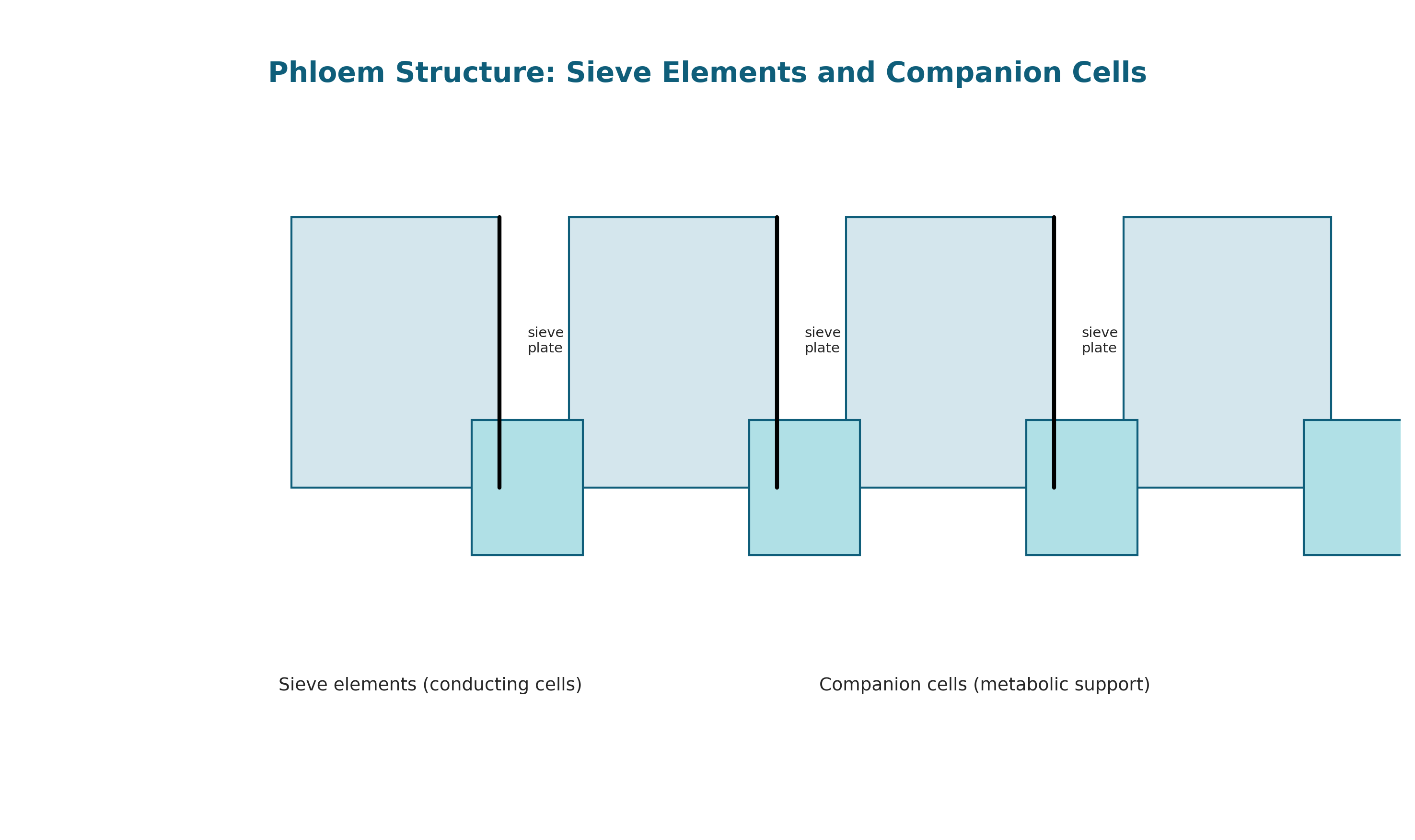 Phloem structure