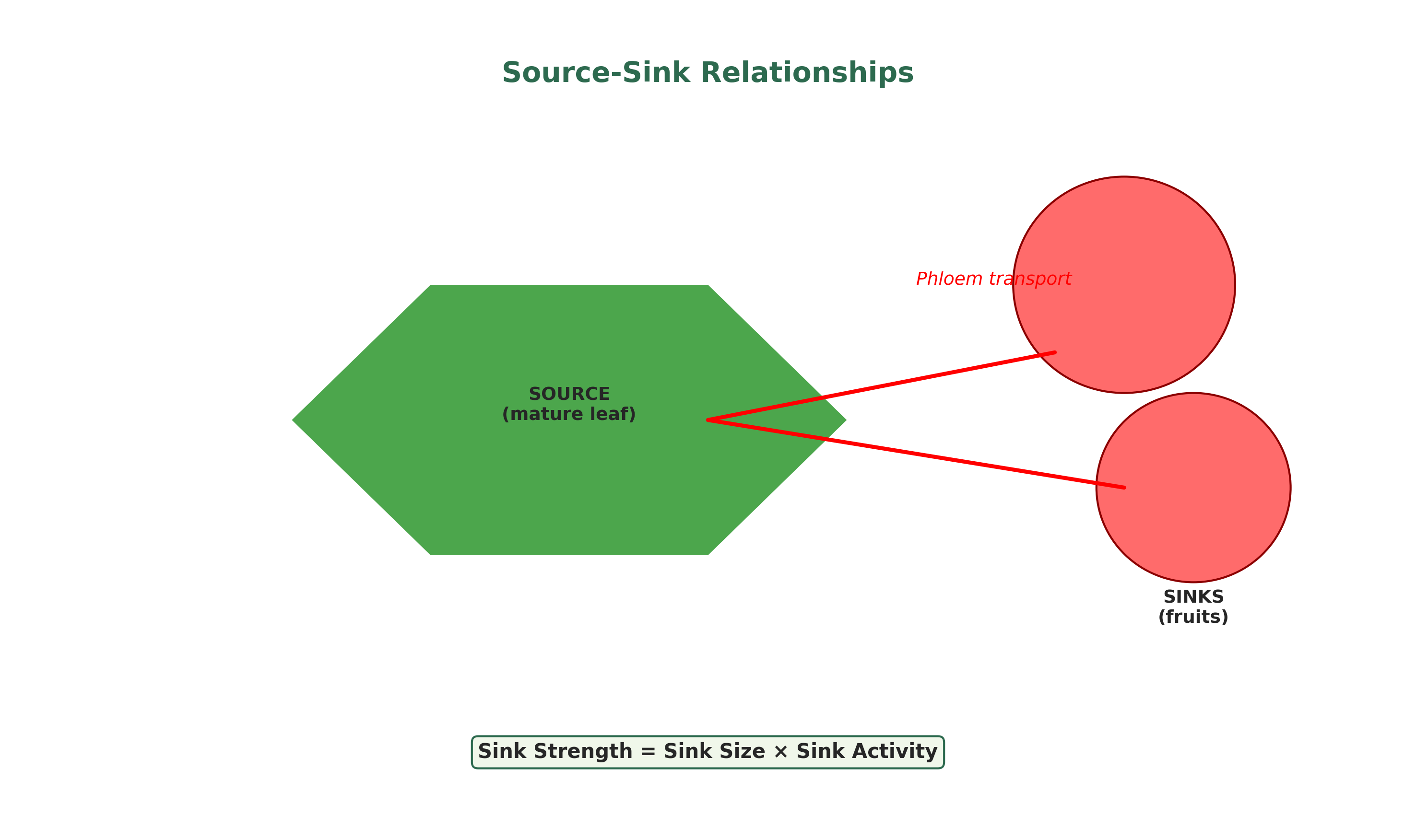 Source-sink relationships