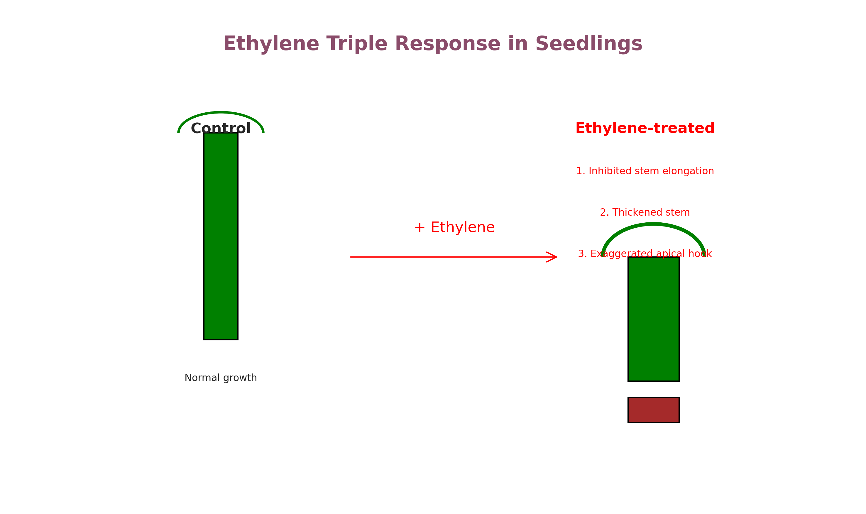 Ethylene triple response