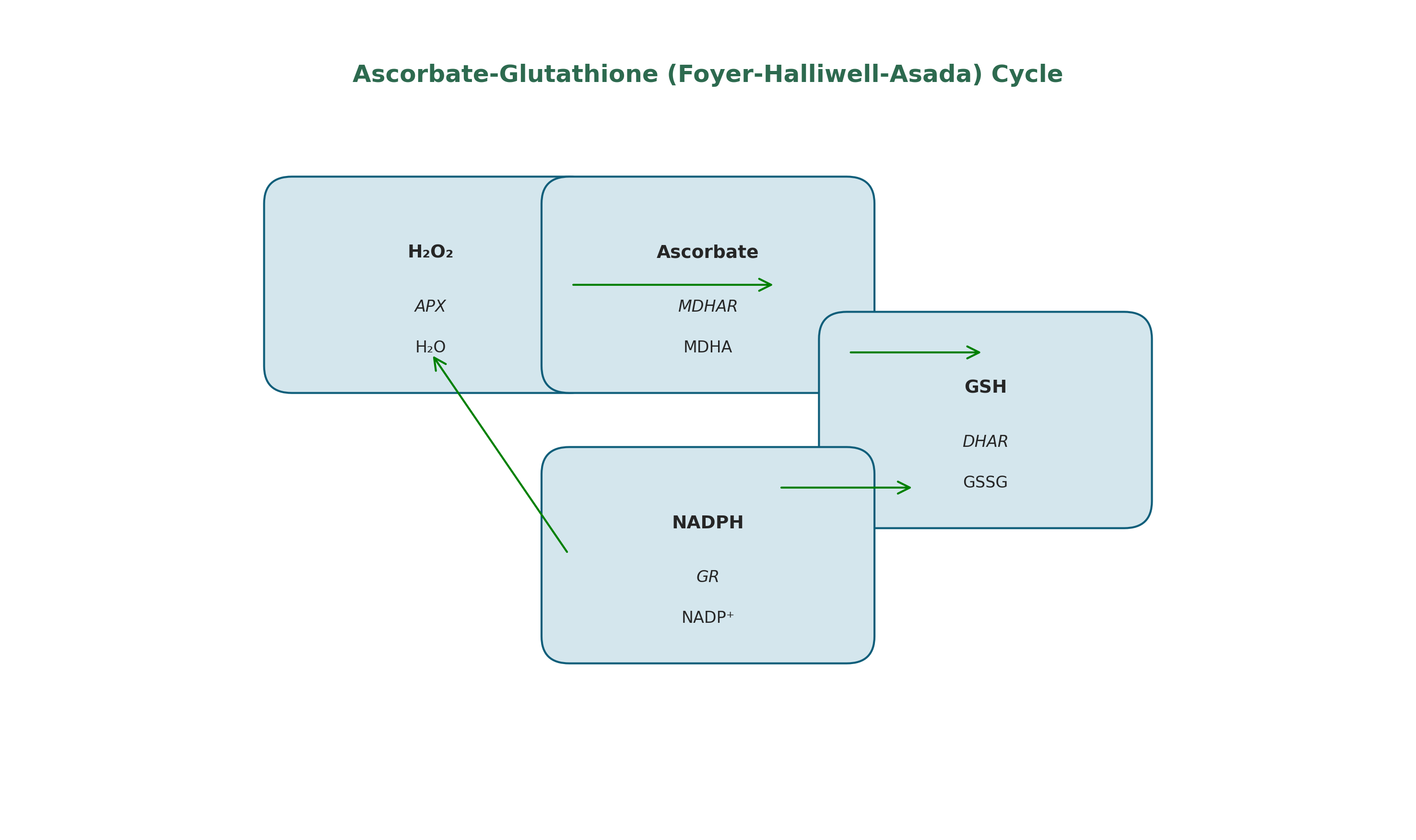 Ascorbate-glutathione cycle