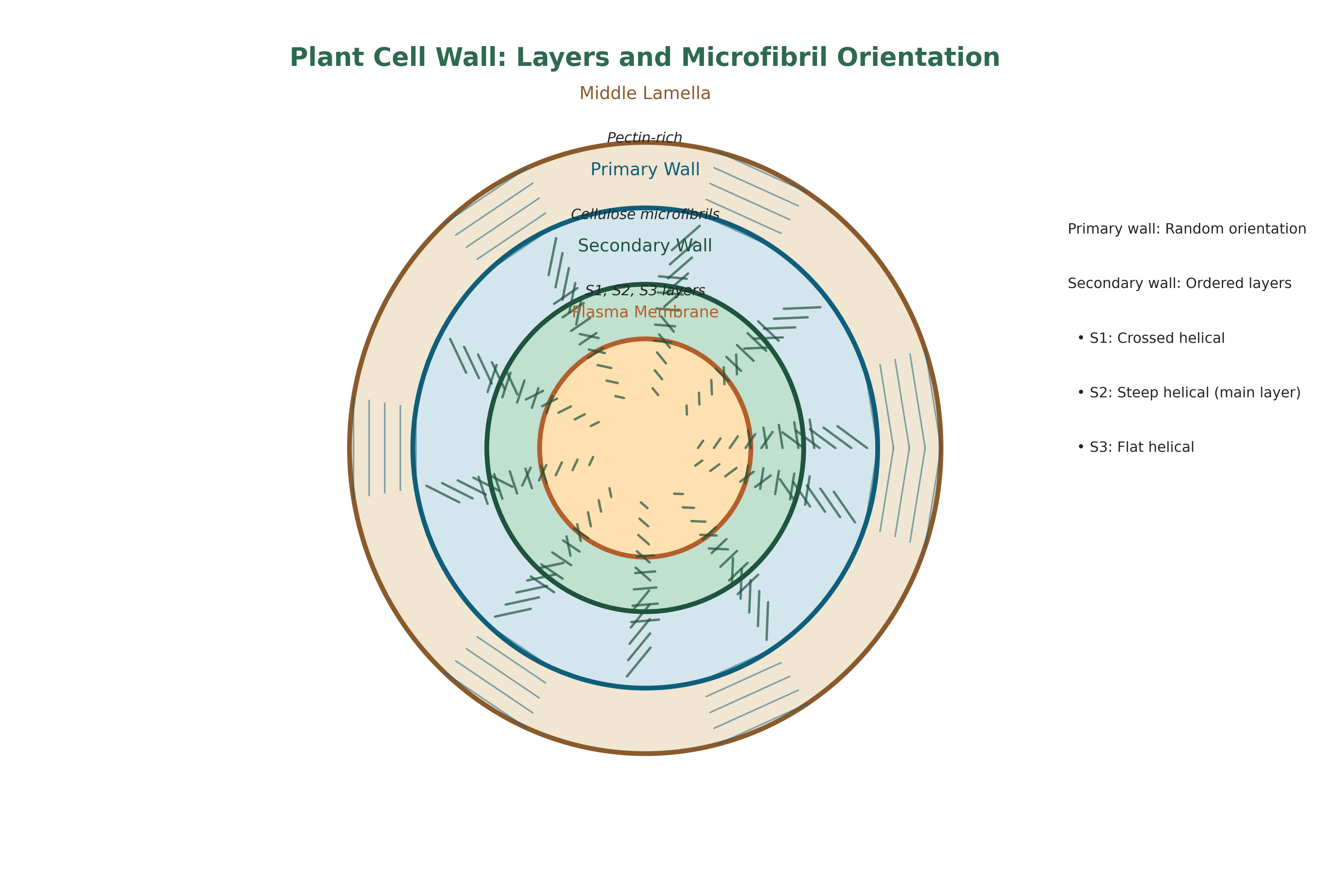 Cell wall layers