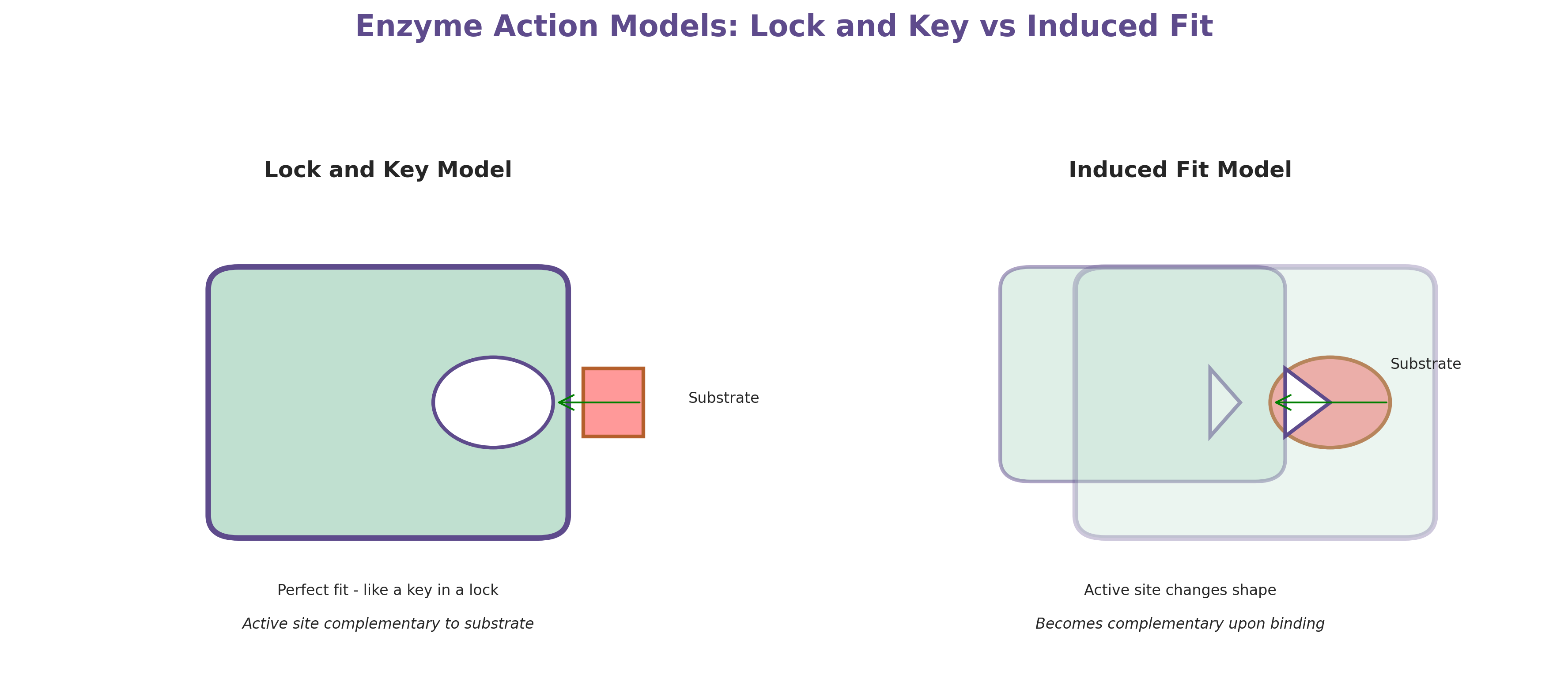 Lock and key vs induced fit